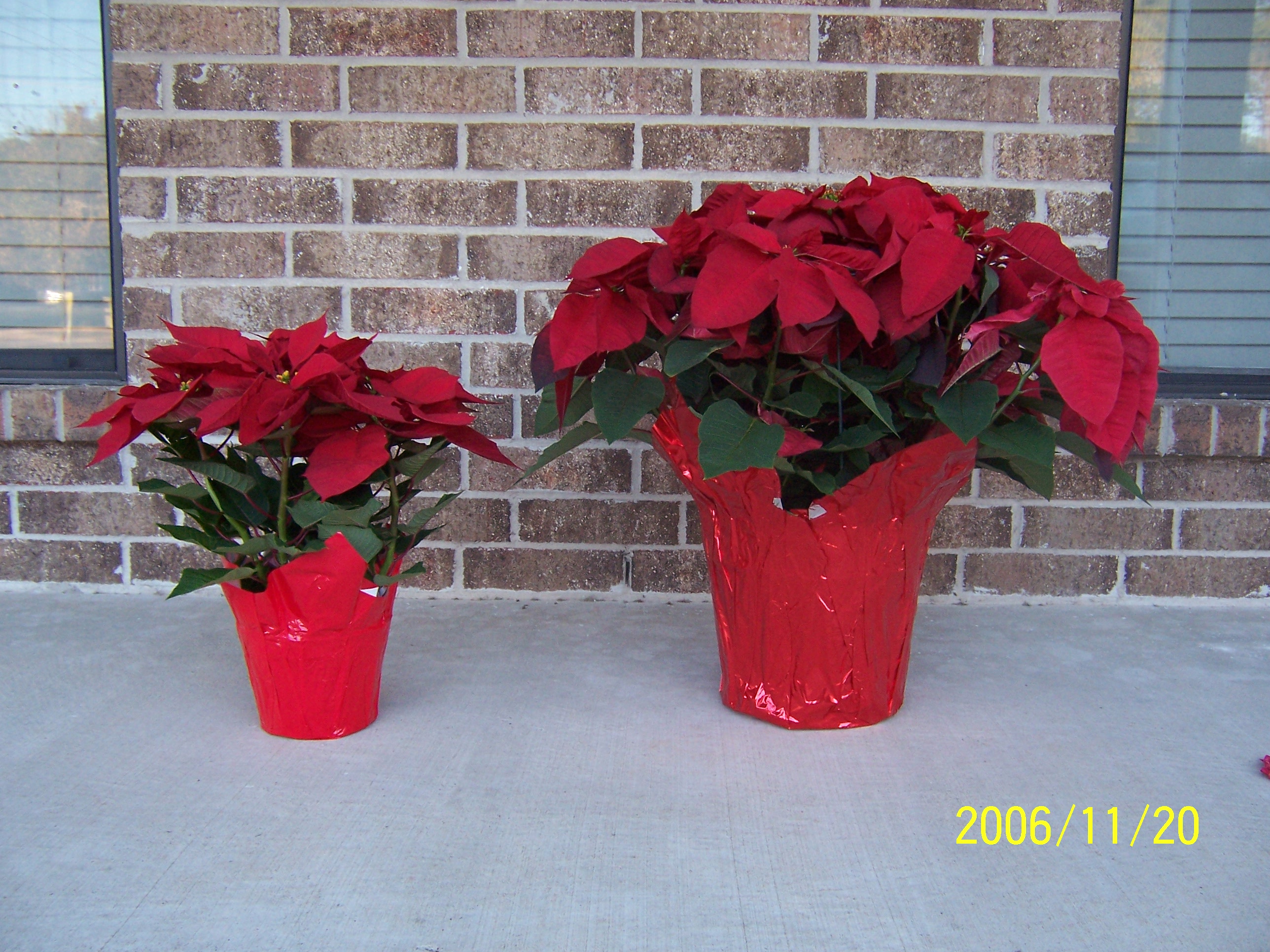 poinsettias00.jpg